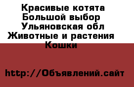 Красивые котята. Большой выбор - Ульяновская обл. Животные и растения » Кошки   